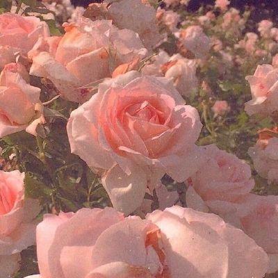 Celestial Blooms of Serenity
